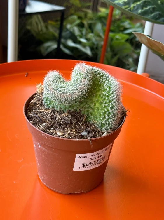 Mammillaria 'Un Pico Cristata'  (3).jpeg
