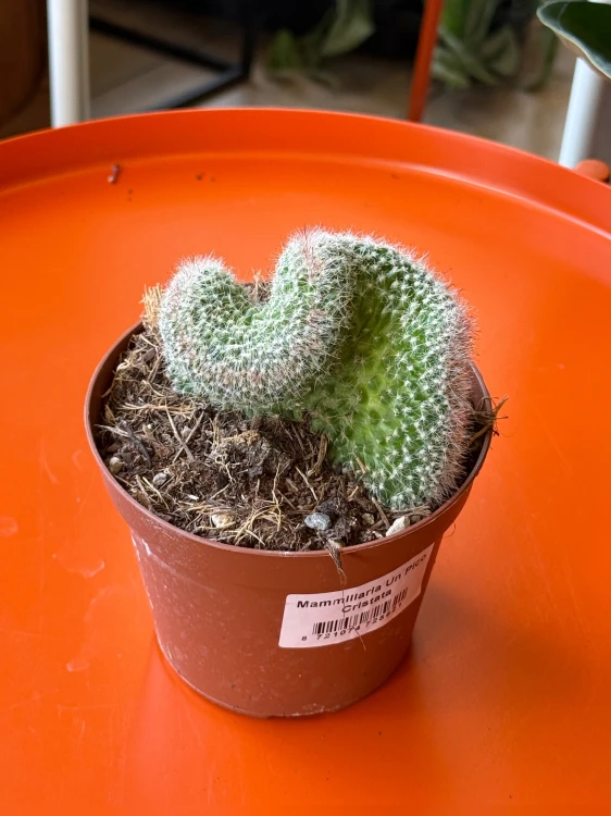 Mammillaria 'Un Pico Cristata'  (1).jpeg