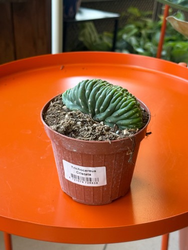 Trichocereus 'Cristata'  Trichocereus f. cristata (1).jpeg