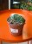 Trichocereus 'Cristata'  Trichocereus f. cristata (1).jpeg