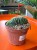 Trichocereus 'Cristata'  Trichocereus f. cristata (2).jpeg