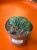 Trichocereus 'Cristata'  Trichocereus f. cristata (3).jpeg