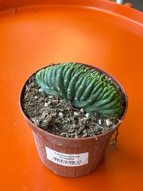 Trichocereus 'Cristata'  Trichocereus f. cristata (3).jpeg