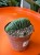 Trichocereus 'Cristata'  Trichocereus f. cristata (4).jpeg