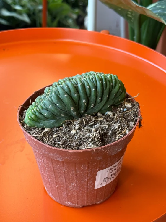 Trichocereus 'Cristata'  Trichocereus f. cristata (4).jpeg