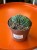 Trichocereus 'Cristata'  Trichocereus f. cristata (5).jpeg