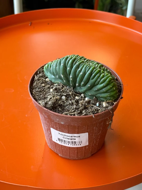 Trichocereus 'Cristata'  Trichocereus f. cristata (5).jpeg