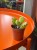 Cotyledon ladysmithiensis  Bear Paw (1).jpg