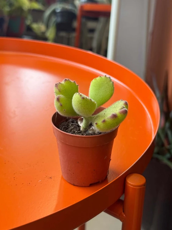 Cotyledon ladysmithiensis  Bear Paw (1).jpg