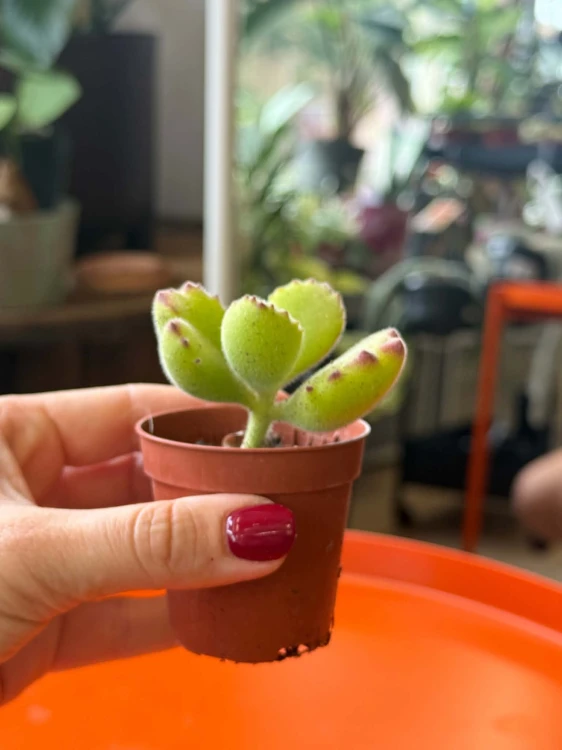 Cotyledon ladysmithiensis  Bear Paw (2).jpg