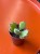 Cotyledon ladysmithiensis  Bear Paw (3).jpg