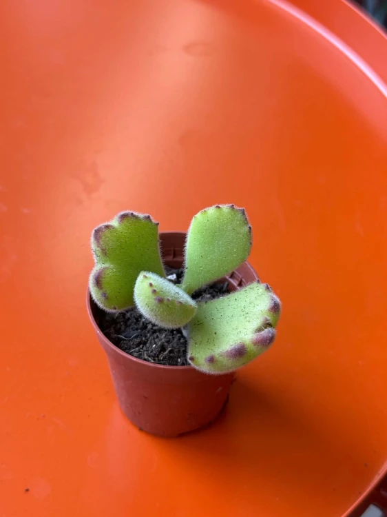 Cotyledon ladysmithiensis  Bear Paw (3).jpg