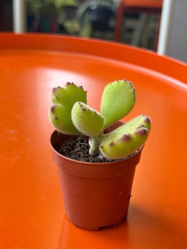 Cotyledon ladysmithiensis  Bear Paw (4).jpg
