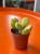 Cotyledon ladysmithiensis  Bear Paw (4).jpg