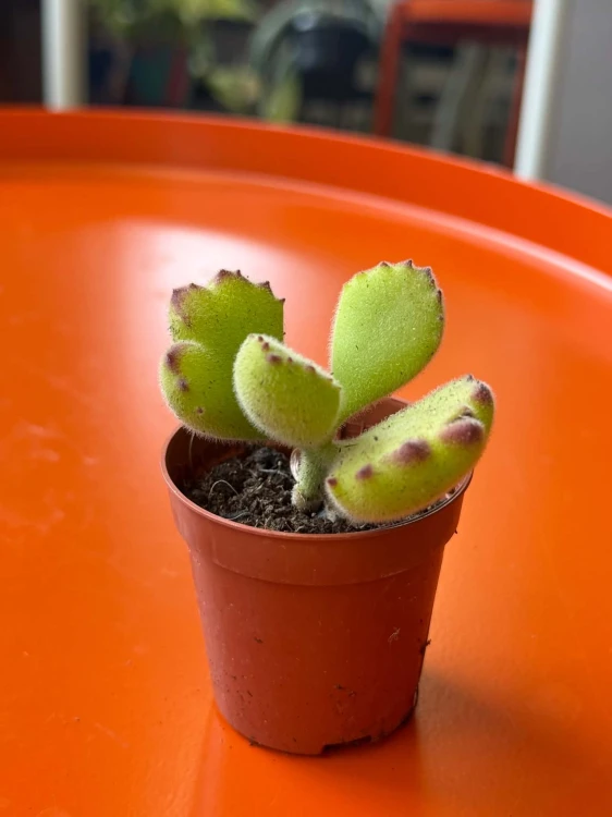 Cotyledon ladysmithiensis  Bear Paw (4).jpg