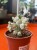 Euphorbia mammillaris wilczomlecz variegat (4).jpg