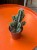 Euphorbia polyacantha   (2).jpg