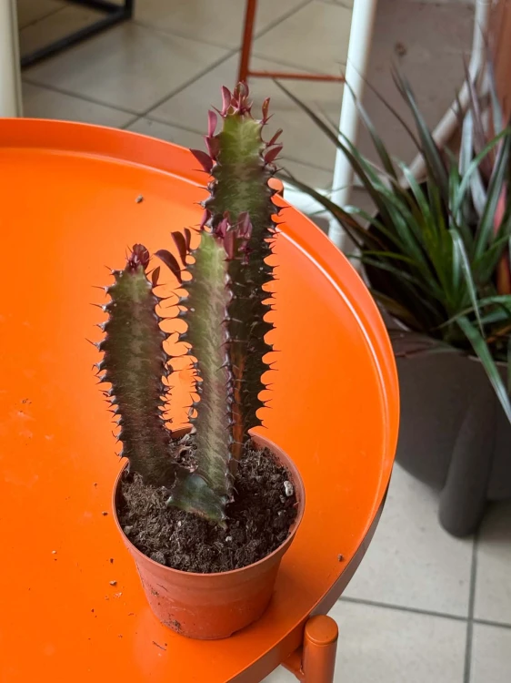 euphorbia trigona 'Rubra'  wilczomlecz (3).jpg
