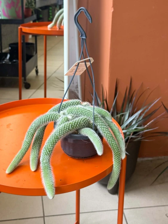 cactus Hildewintera colademonis -KOCIE OGONY (6).jpg