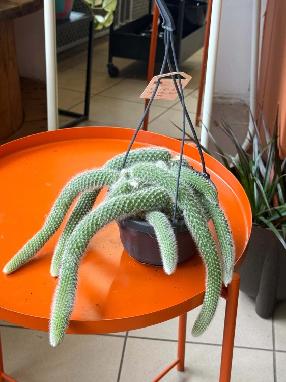 cactus Hildewintera colademonis -KOCIE OGONY (7).jpg