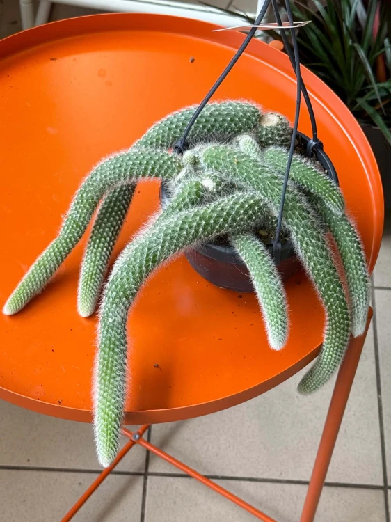 cactus Hildewintera colademonis -KOCIE OGONY (5).jpg