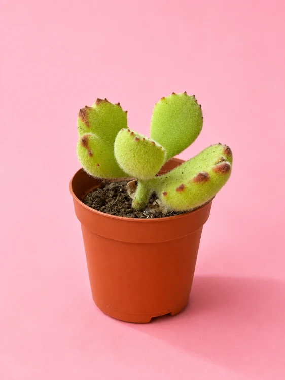 Cotyledon ladysmithiensis / Bear Paw / łapki niedźwiedzia