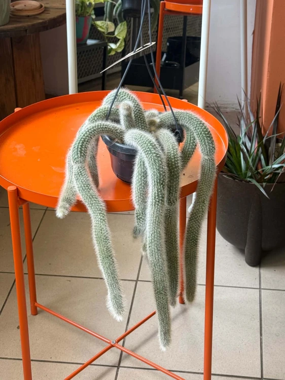 cactus Hildewintera colademonis -KOCIE OGONY