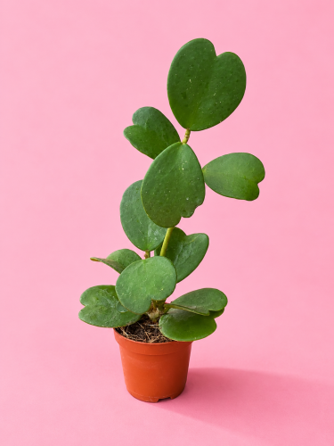 Hoja serce / Hoya Kerrii / Hoya kerrii