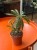 Pachypodium Lamerei  (2).jpeg