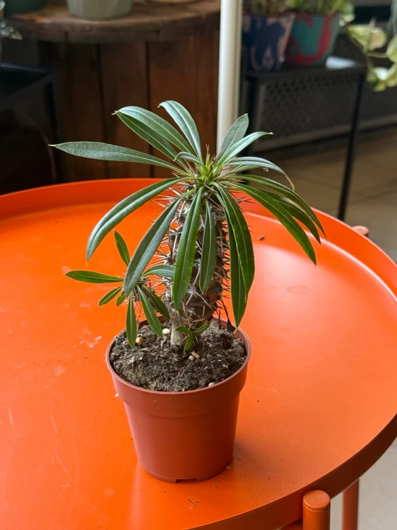 Pachypodium Lamerei  (2).jpeg