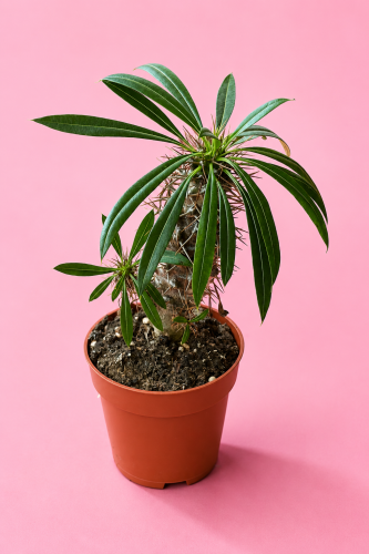 Palma Madagaskaru | Pachypodium lamerei