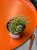Rhipsalis clavata Easy Sweety patyczak  (2).jpeg