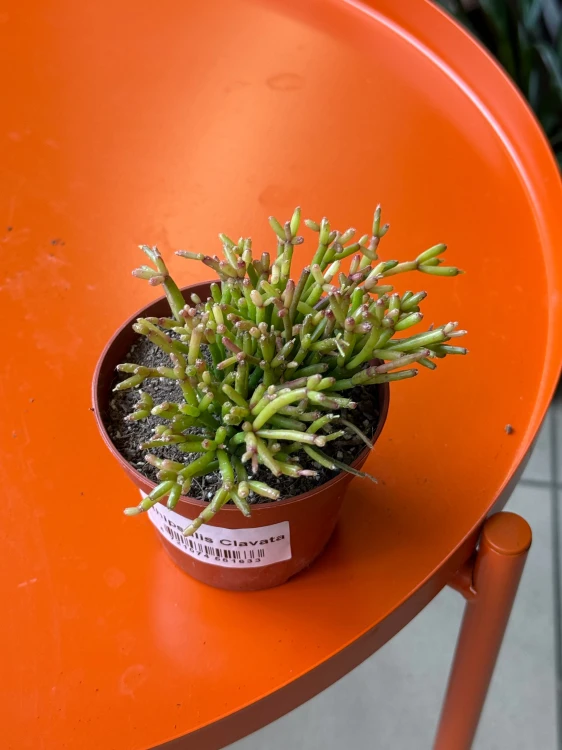 Rhipsalis clavata Easy Sweety patyczak  (2).jpeg