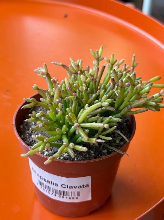 Rhipsalis clavata Easy Sweety patyczak  (3).jpeg