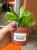 Rhipsalis crispata  Patyczak crispata  (3).jpeg
