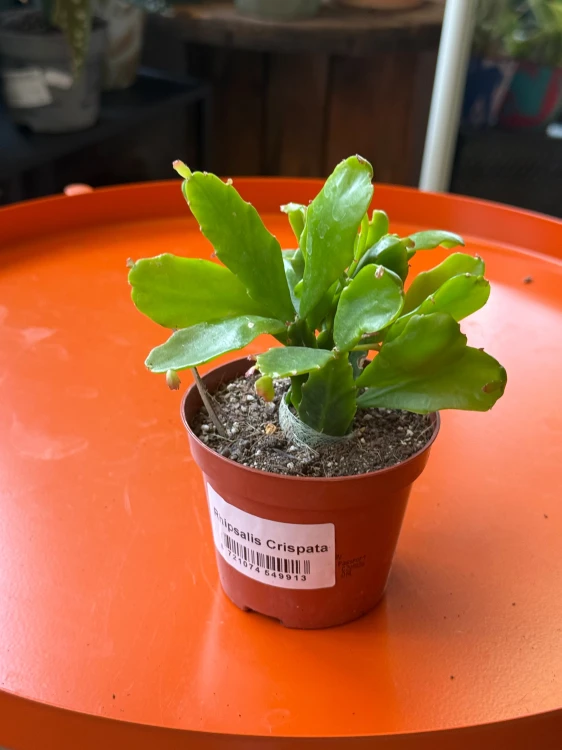 Rhipsalis crispata  Patyczak crispata  (4).jpeg