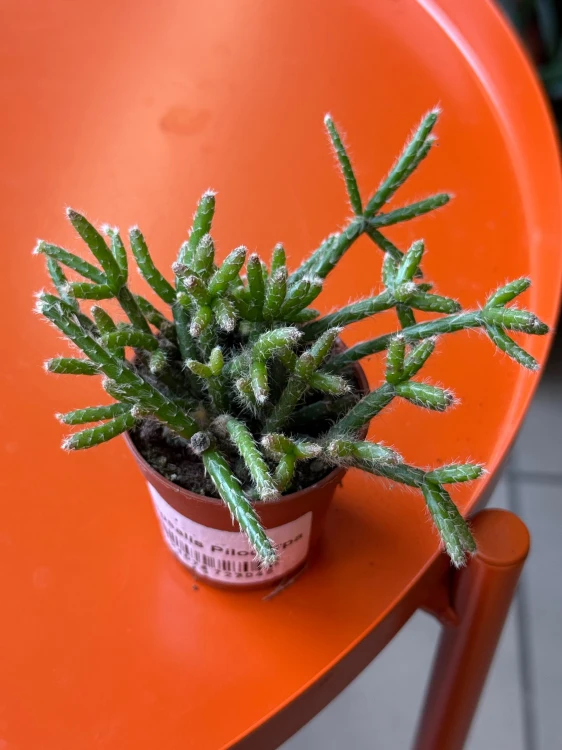 Rhipsalis pilocarpa  Patyczak pilocarpa (1).jpeg