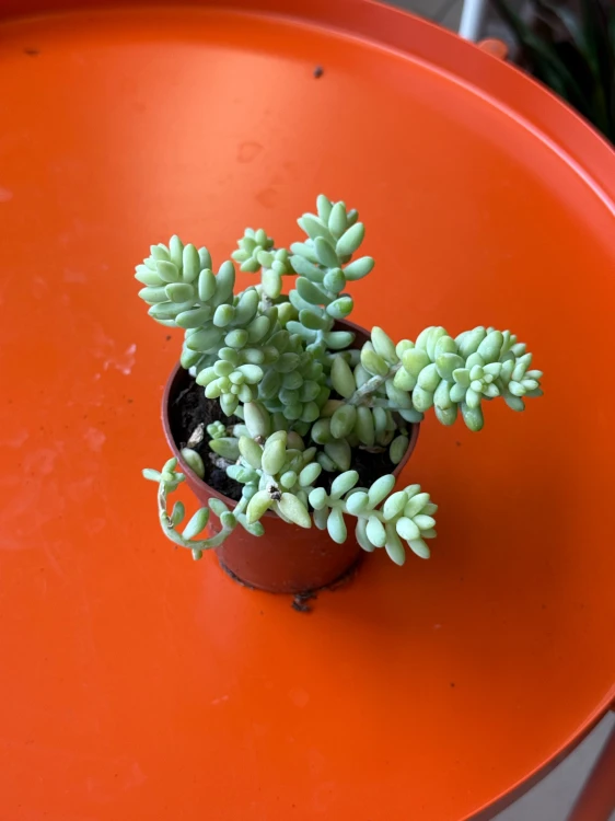Sedum Burrito (3).jpeg