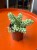 Sedum Burrito (1).jpeg