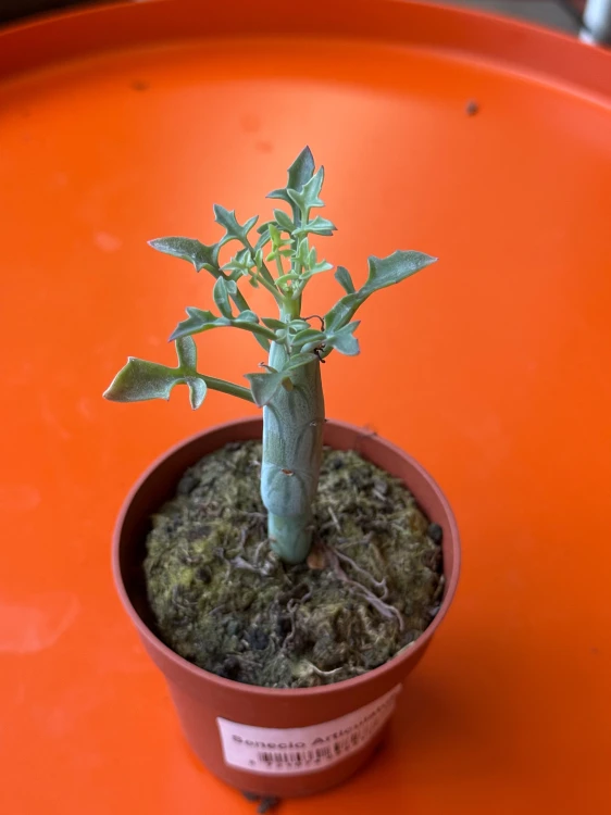 Senecio articulatus / Curio articulatus – Senecio przegubowy