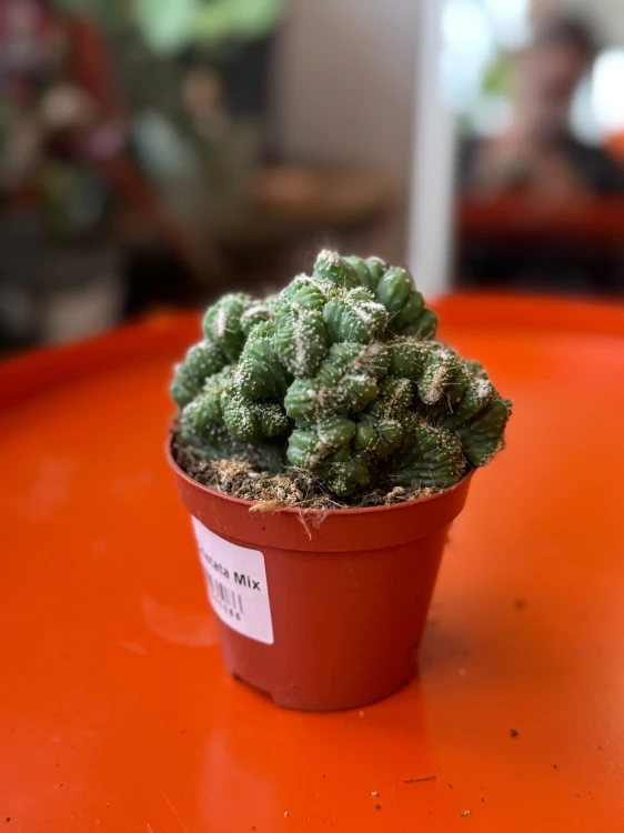 cereus peruvianus monstruosa  (4).jpeg