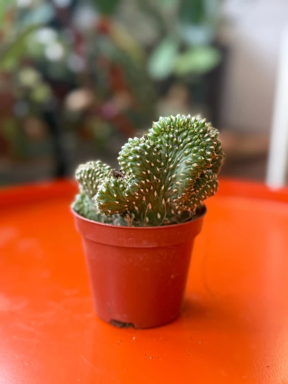 cylindropuntia fulgida cristata (2).jpeg
