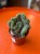 cylindropuntia fulgida cristata (1).jpeg