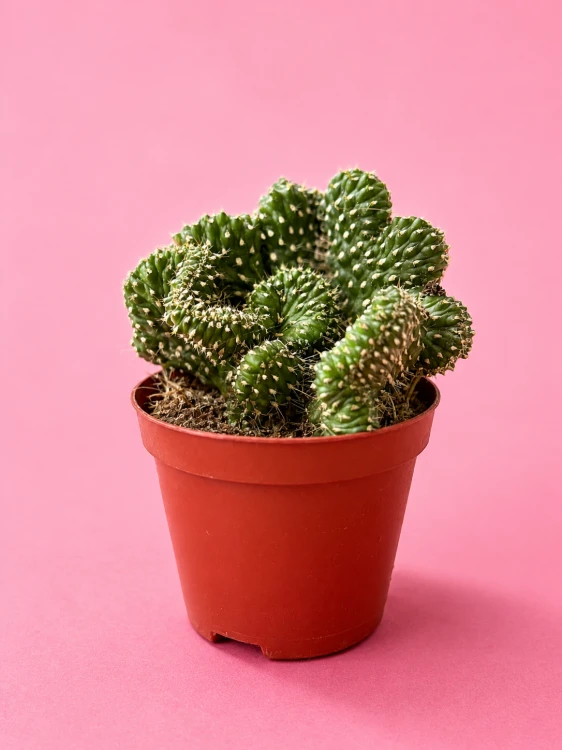 cylindropuntia fulgida cristata