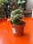 Opuntia cylindrica 'Cristata (1).jpeg