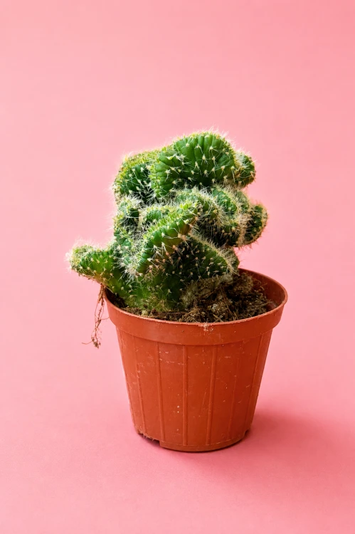 Opuntia cylindrica 'Cristata'