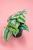 Scindapsus pictus Trebie Scindapsus pstry