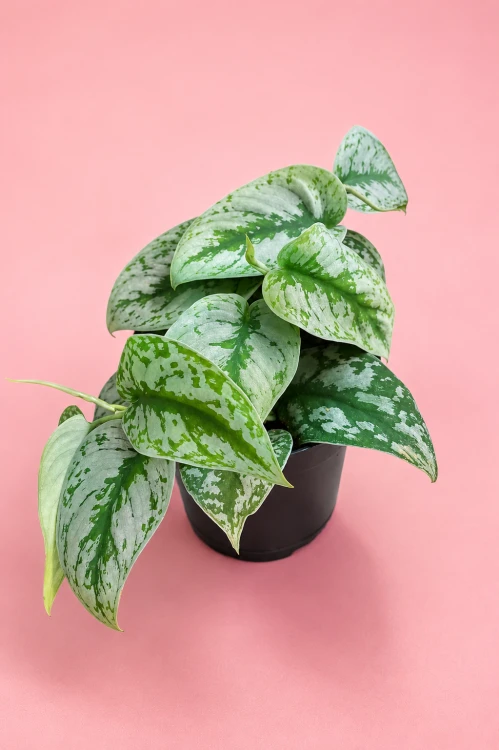Scindapsus pictus Trebie Scindapsus pstry