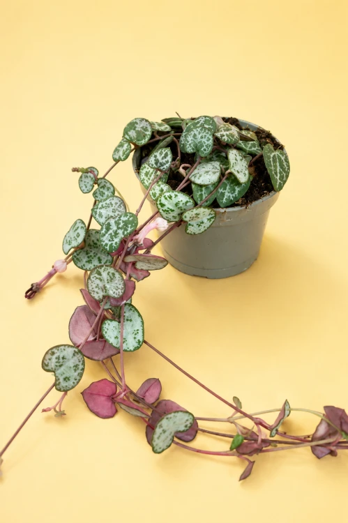 ceropegia woodii DØ6cm sznur serc