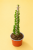 Alluaudia procera / Alluaudia Procera
